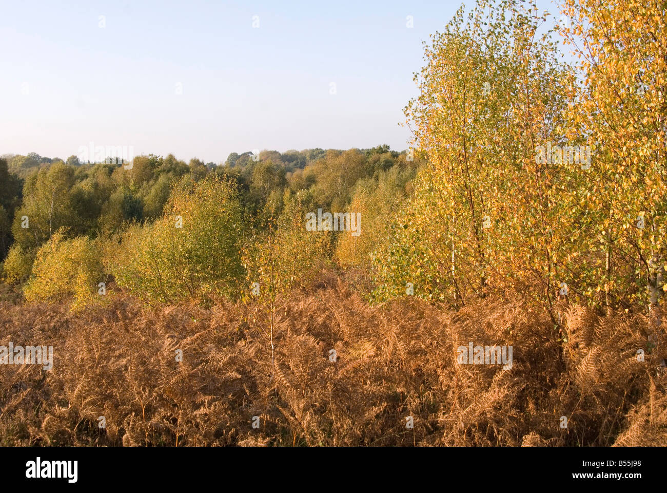 Una vista di fronte alla Ashdown Forest con golden felce in primo piano e la rotazione degli alberi di Autunno in background Foto Stock