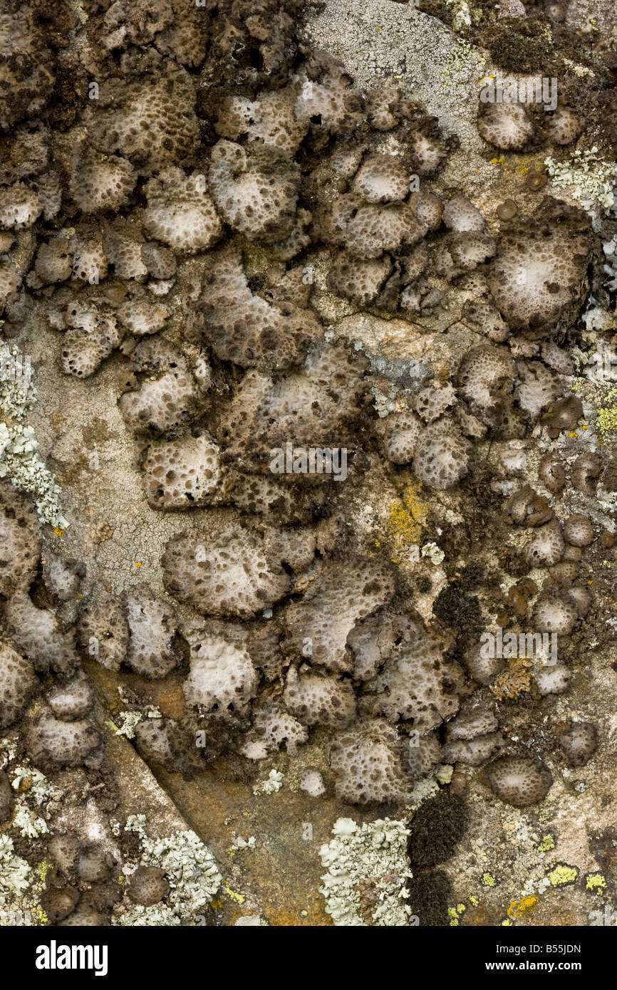 Il Lichen Sticta sylvatica, full frame, Auvergne, Francia Foto Stock