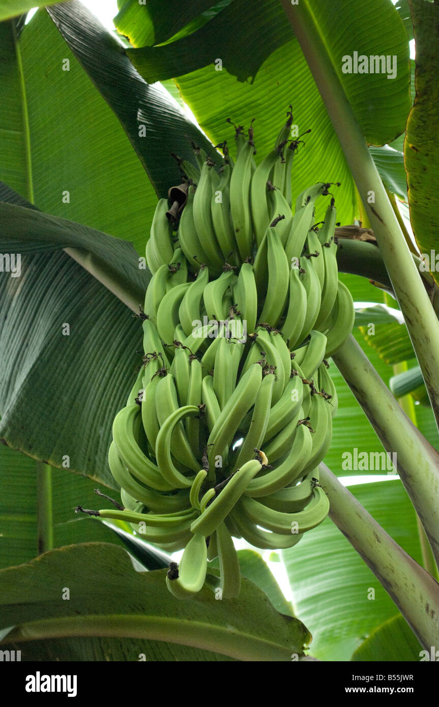 Le banane in una piantagione nella provincia di El Oro nei pressi di Machala, Ecuador. Fotografia digitale Foto Stock