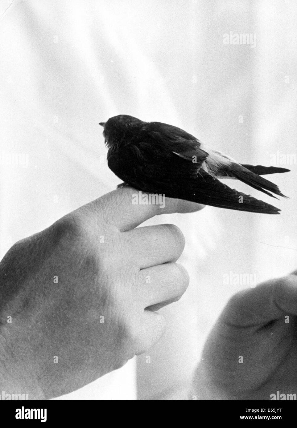 Fred il cordiale Swallow chi è stato lasciato dal suo compagno durante la migrazione verso il Nord Africa. Visto qui all'Aeroporto di Londra attendono il suo volo per il Nord Africa.;Ottobre 1965;U 9010/29A;P044293 Foto Stock
