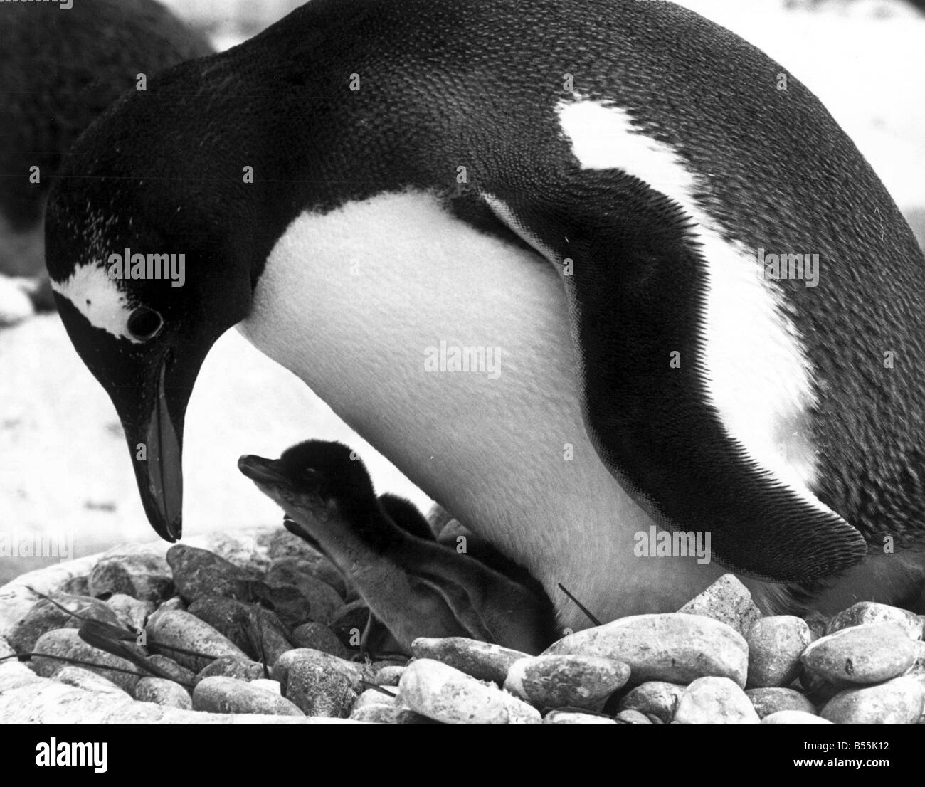 Una mamma orgogliosa penguin protegge la sua covata dal mondo esterno.&#13;&#10;28 luglio 1971&#13;&#10;P044315 Foto Stock
