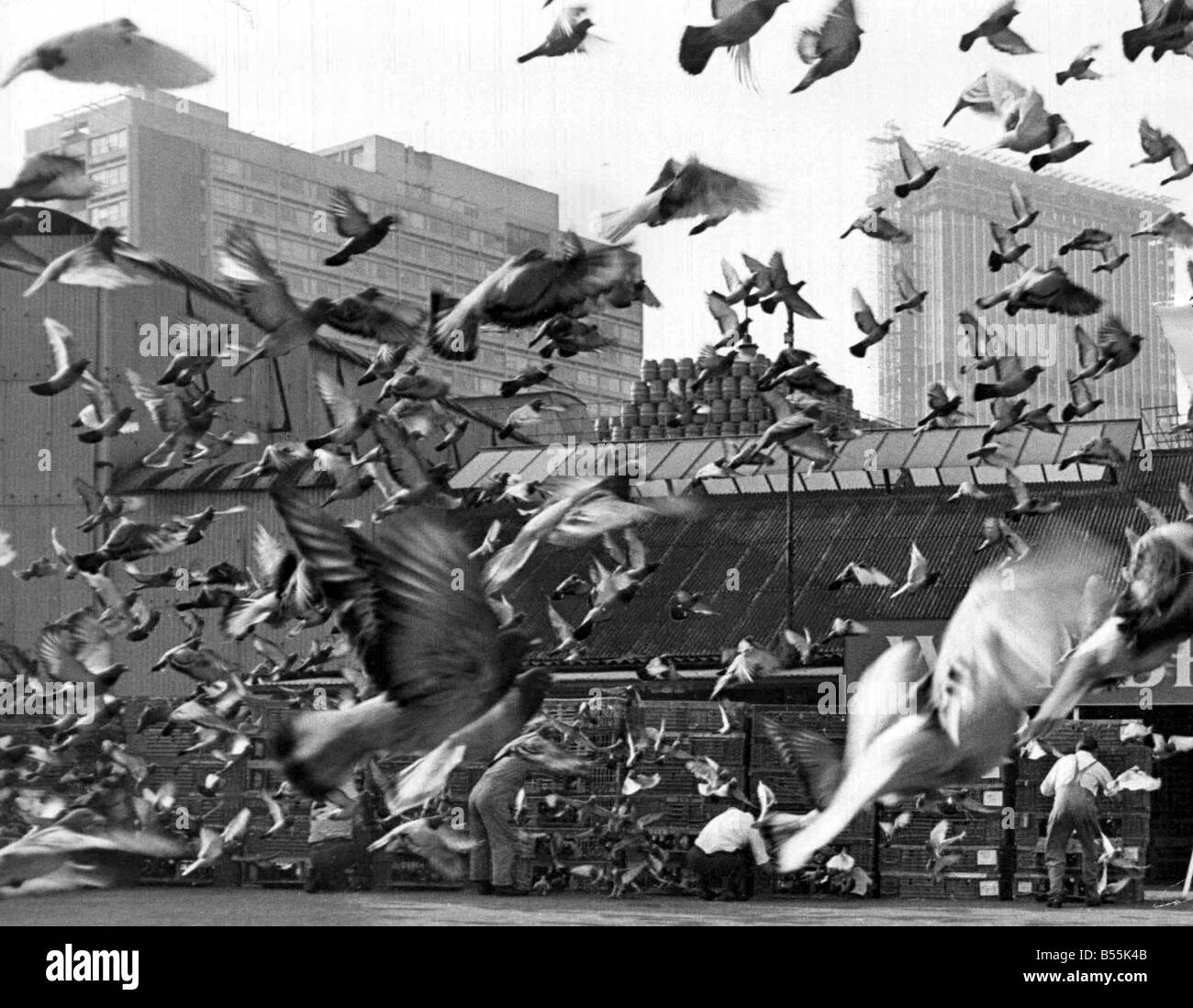 Londra al Belgio pigeon race 3692 piccioni ha corso a casa dalla birreria Whitbead al Belgio 11 luglio 1966 P044357 Foto Stock