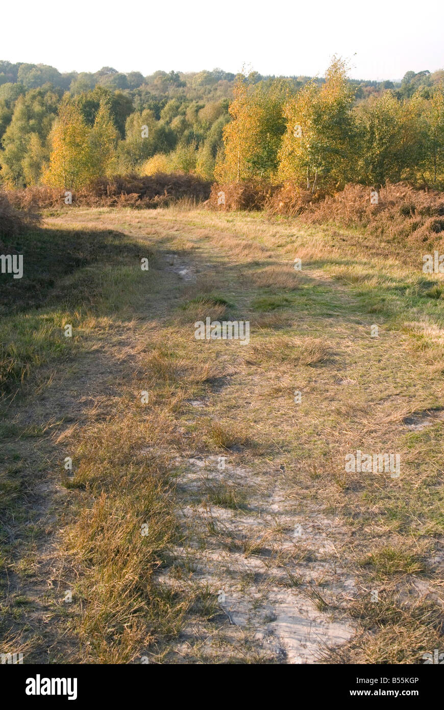 Una vista verso il basso una traccia sulla Ashdown Forest con l'autunno alberi in background Foto Stock