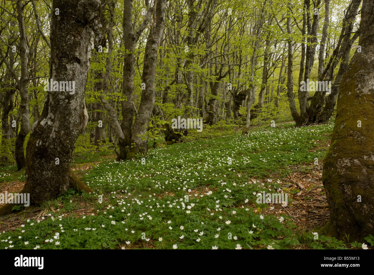 Il legno di anemoni Anemone nemorosa , in Montane del bosco di faggio Fagus sylvatica sul Mont Aigoual Cevennes Francia Foto Stock