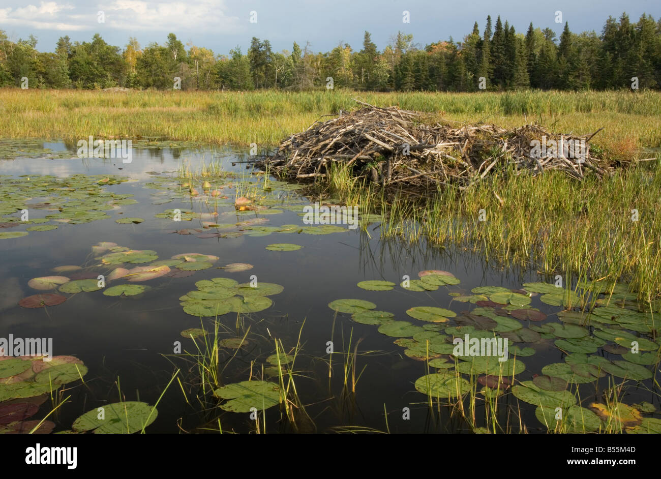 Beaver Pond in piccoli bay off Brule si restringe Rainy lago Parco nazionale Voyageurs Minnesota USA Foto Stock