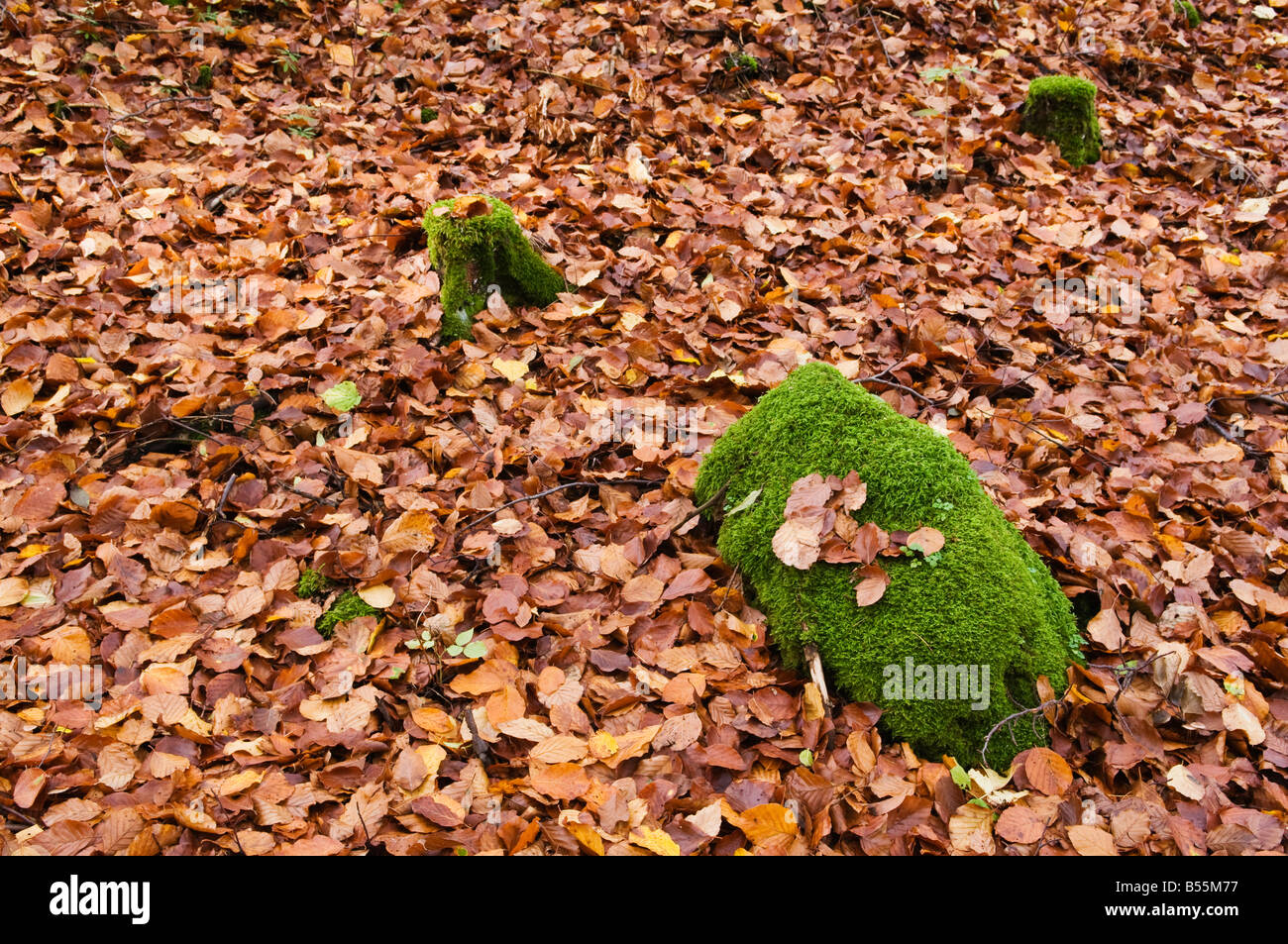 Forest pavimento coperto con foglie di autunno e verde muschio coperto rock, Oberpfalz, Baviera, Germania Foto Stock
