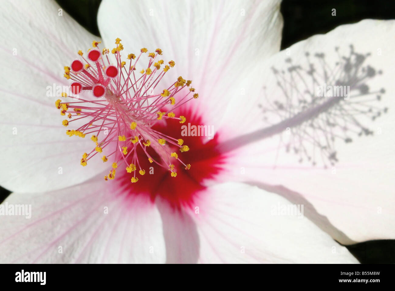 Stati Uniti d'America. Hibiscus, o rosemallow, è un genere di grandi dimensioni di circa 200-220 specie di piante da fiore in famiglia Malvaceae. Foto Stock