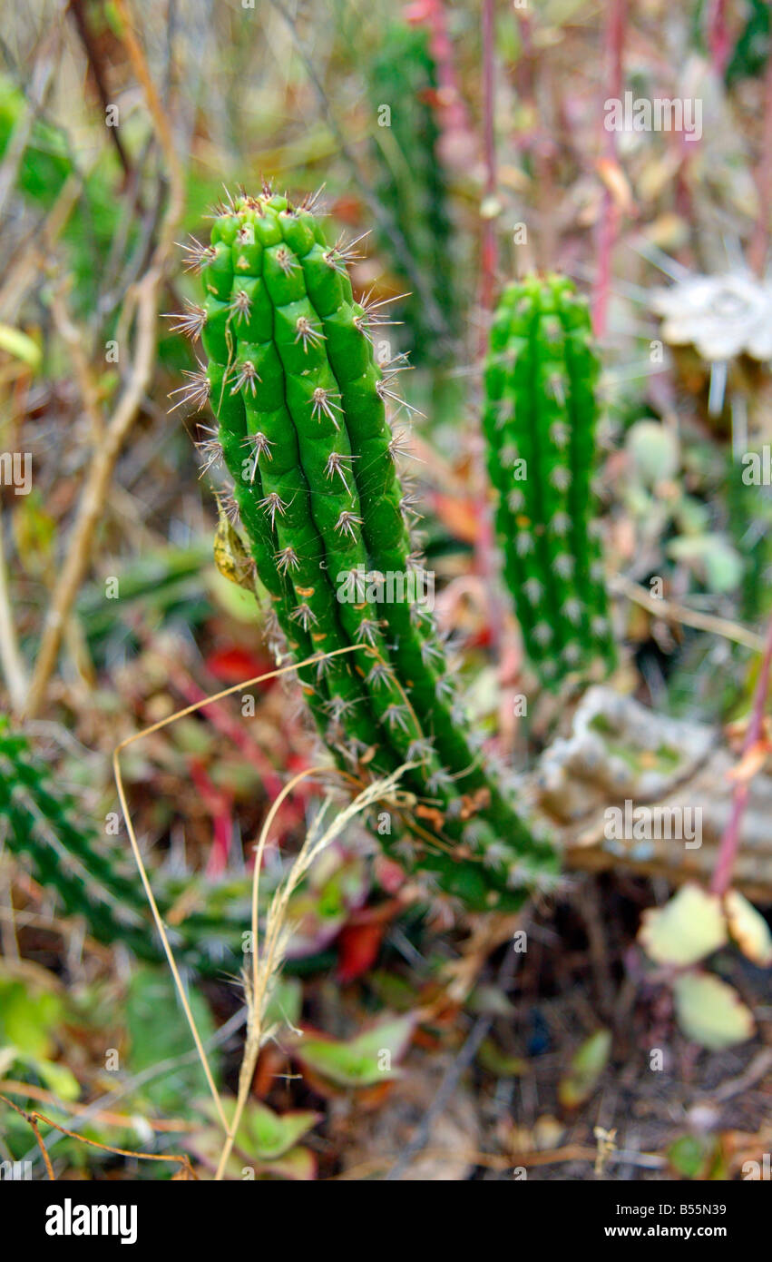 Impianto di cactus, northern Ecuador Foto Stock