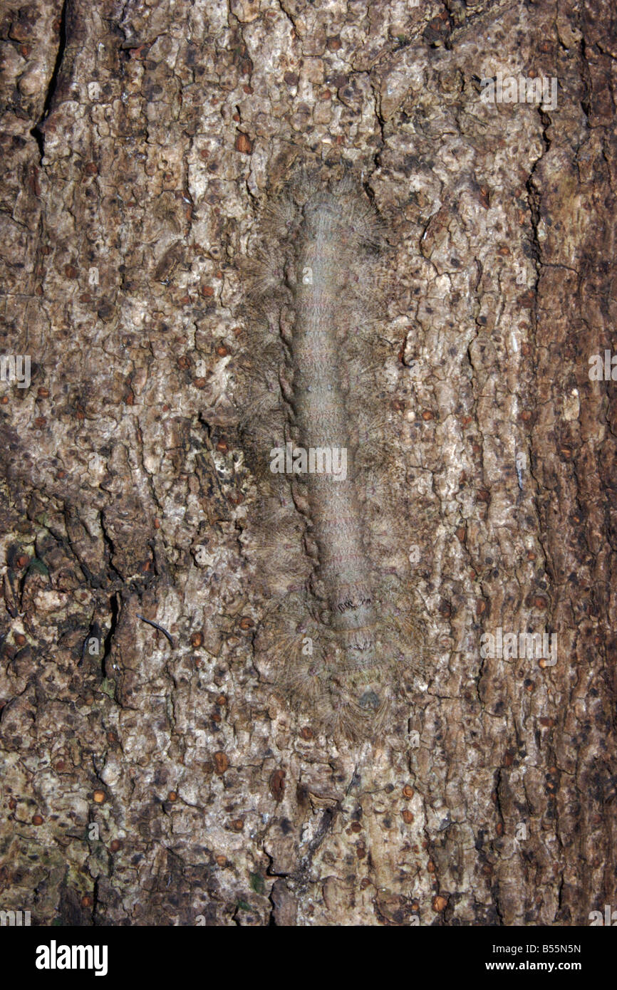 Moth caterpillar Lasiocampidae ben mimetizzata su un tronco di albero nella foresta pluviale del Ghana Foto Stock