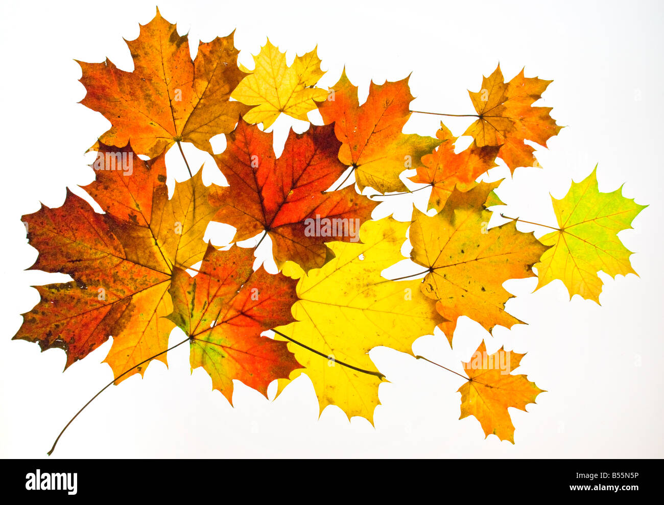 Foglie di autunno su sfondo bianco 15 Foto Stock