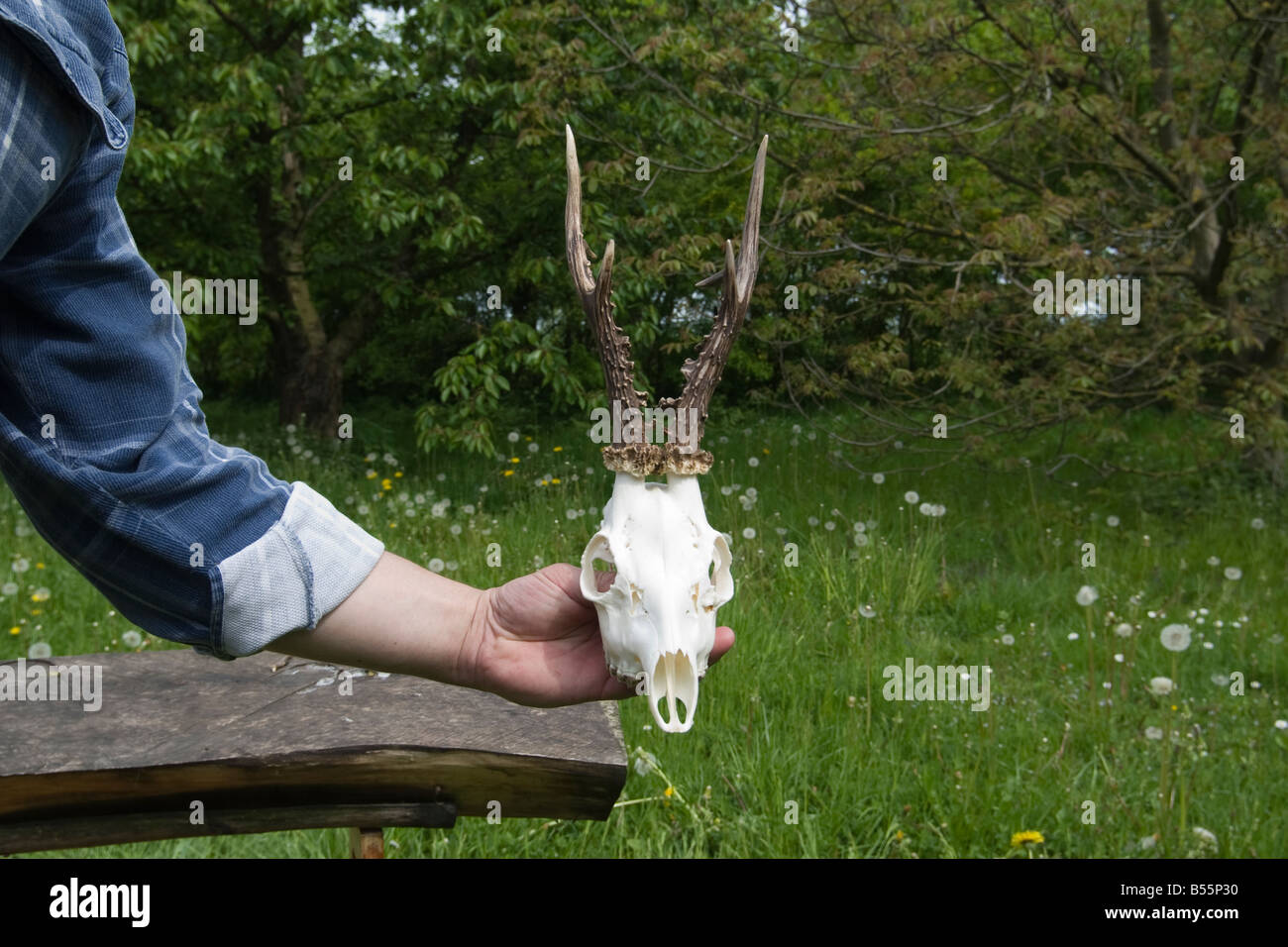 Il Roe Deer buck billy-corna di capra per la caccia Foto Stock