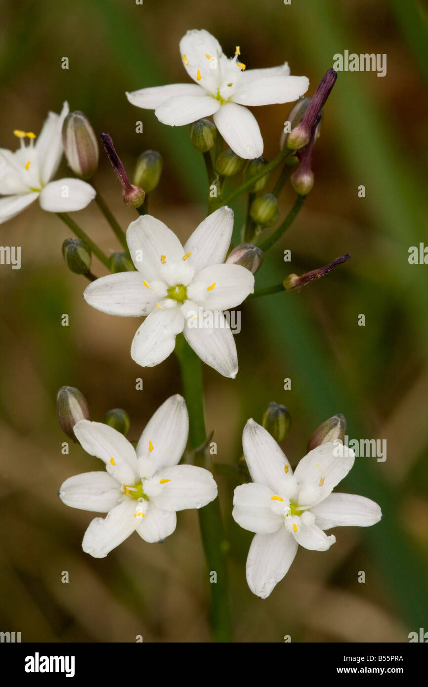 Kerry Lily Simethis planifolia in fiore molto rara nelle isole britanniche sulla brughiera Foto Stock