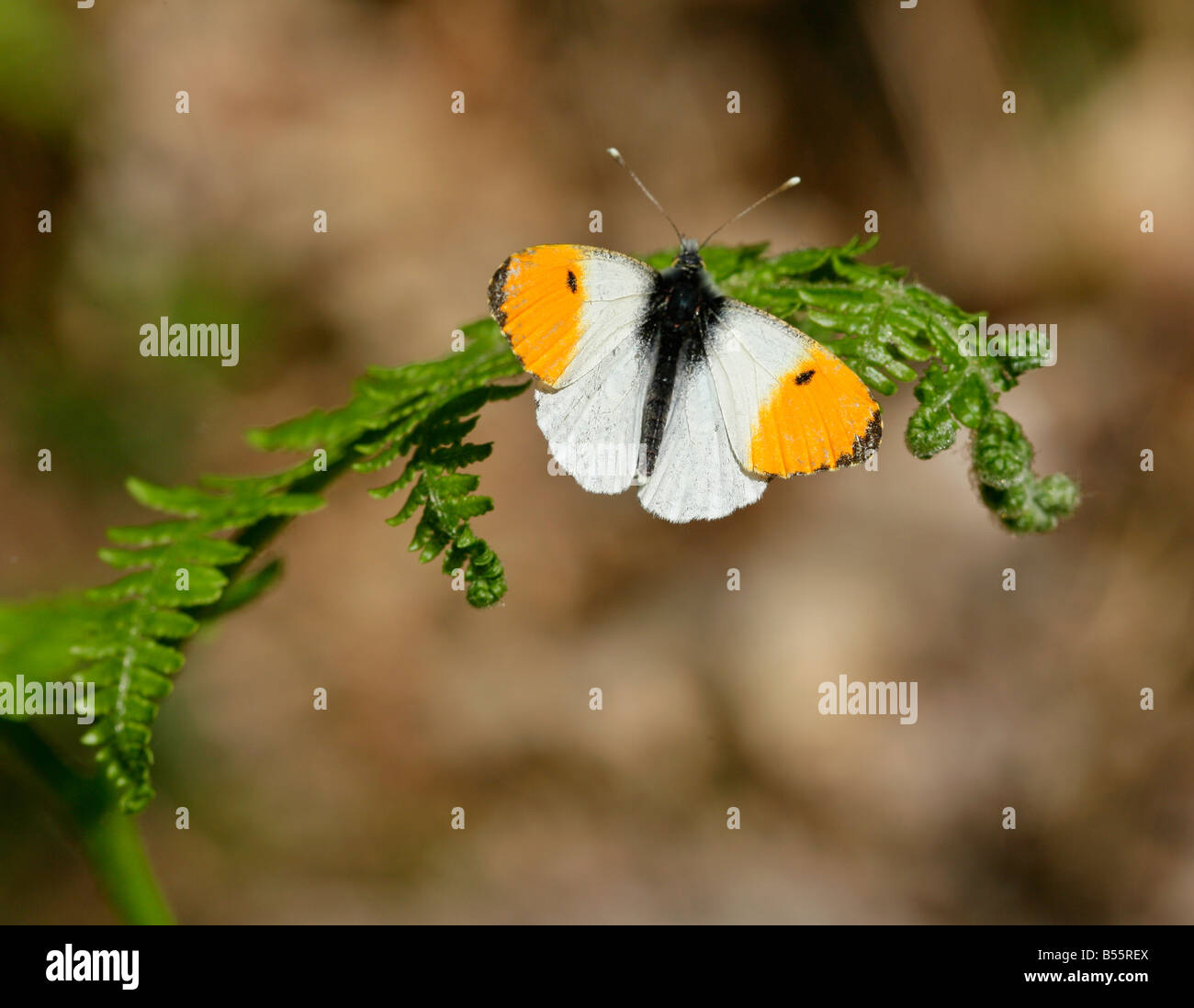 Maschio punta arancione farfalla Anthocharis cardamines su bracken frond Foto Stock