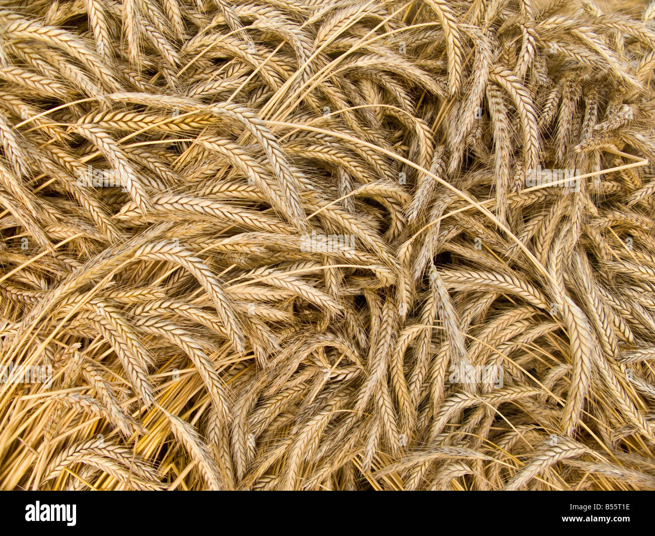 Particolare di frumento Foto Stock