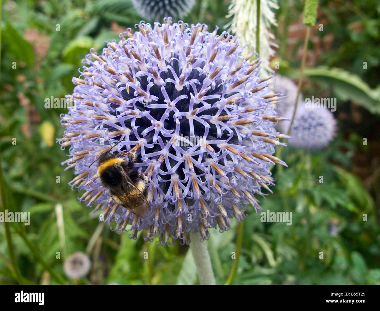 Bumble Bee sul fiore viola per raccogliere il polline Devon England Gran Bretagna Regno Unito Europa UE Foto Stock