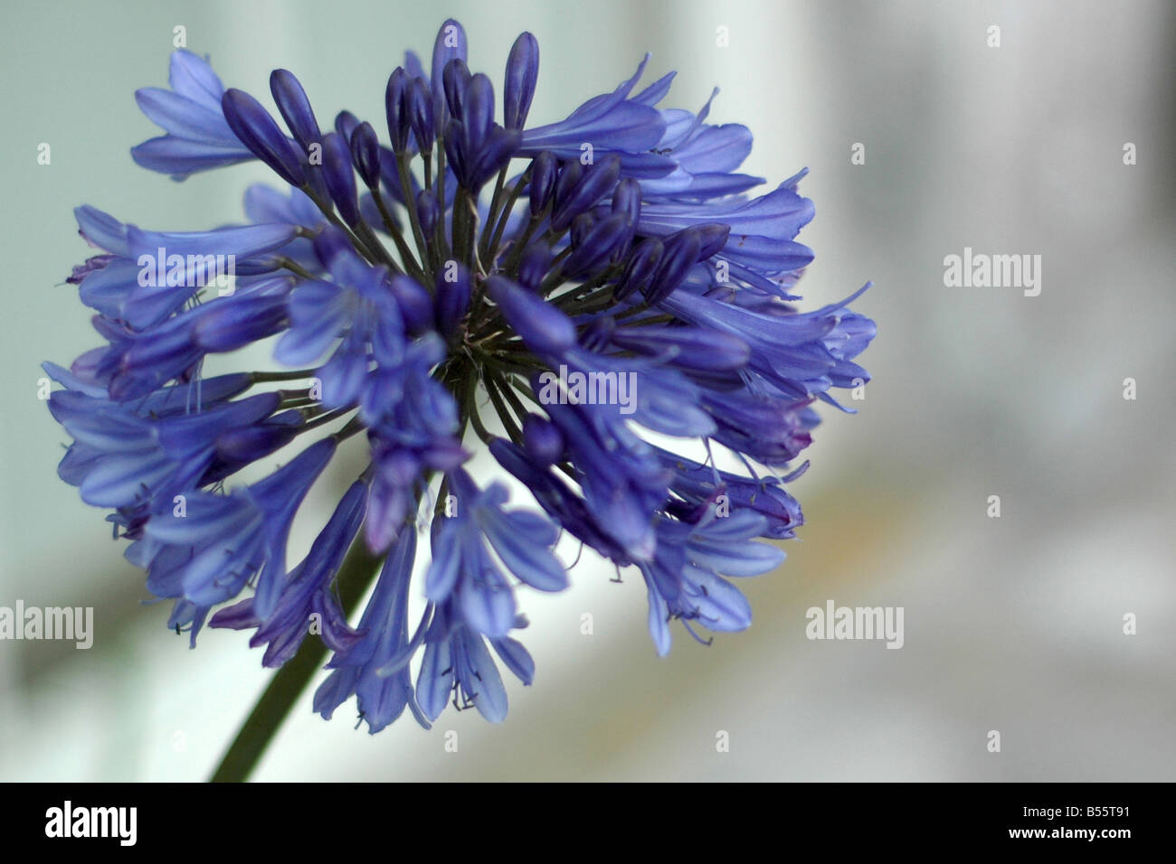 Agapanthus fiori Foto Stock
