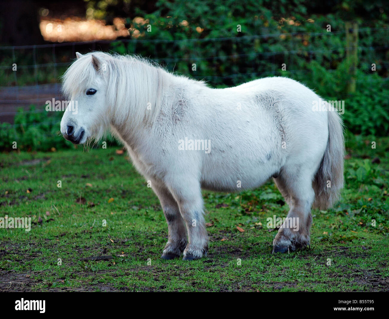 White pony Shetland Breda Paesi Bassi Foto Stock
