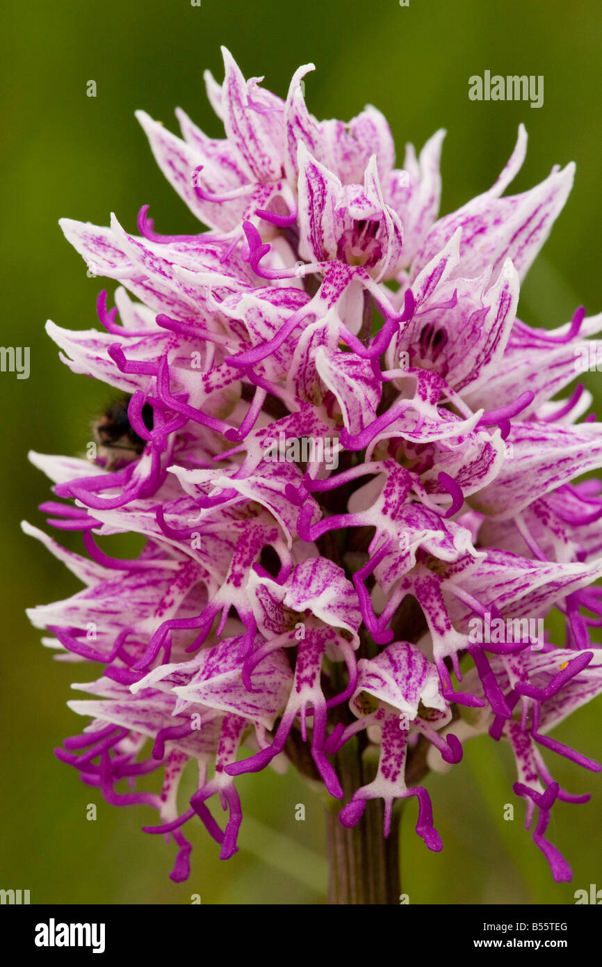 Orchide omiciattolo Orchis simia molto rara nel Regno Unito Foto Stock