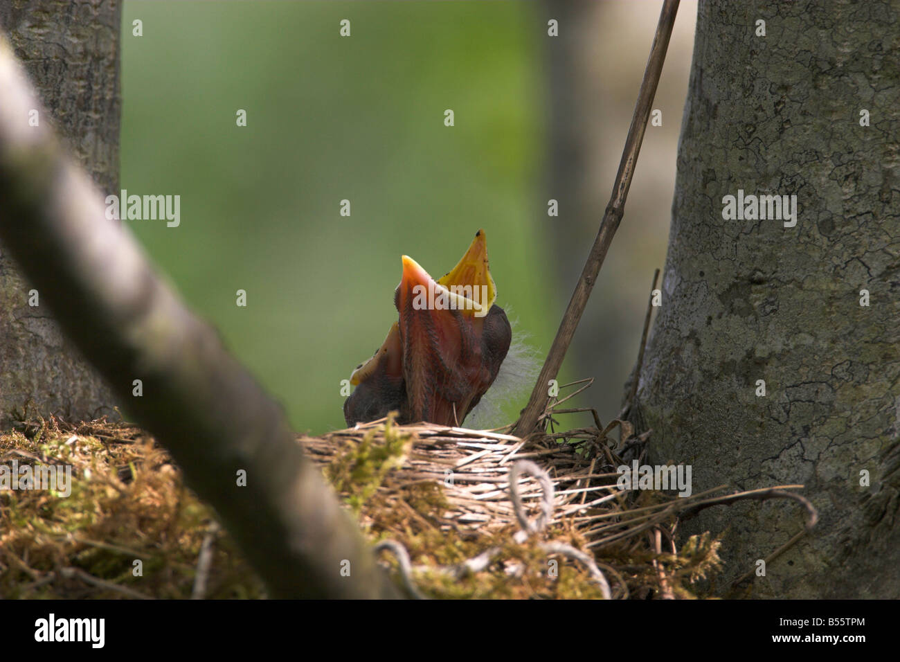 American Robin Turdus migratorius pulcino di giovani nel nido con inserimenti di testa fuori e becco spalancate in ancipation di cibo in luglio Foto Stock