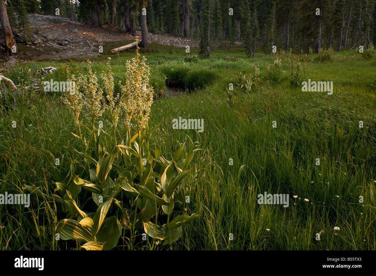 Giglio di mais o di California Veratro nero Veratrum californicum Monte Lassen California Foto Stock