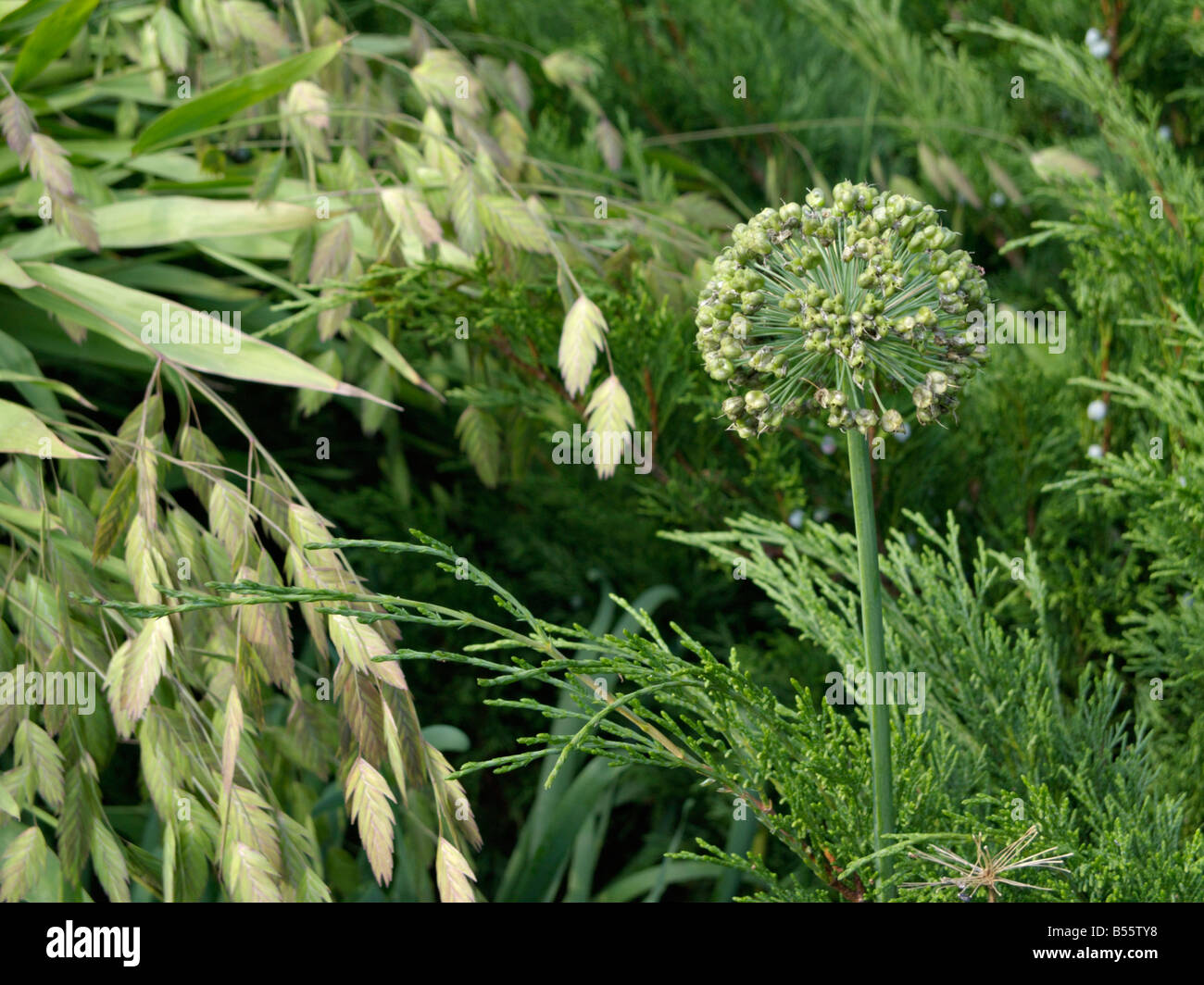 Cipolla ornamentali (allium schubertii), bambù erba (chasmanthium latifolium syn. uniola latifolia) e il ginepro (juniperus) Foto Stock