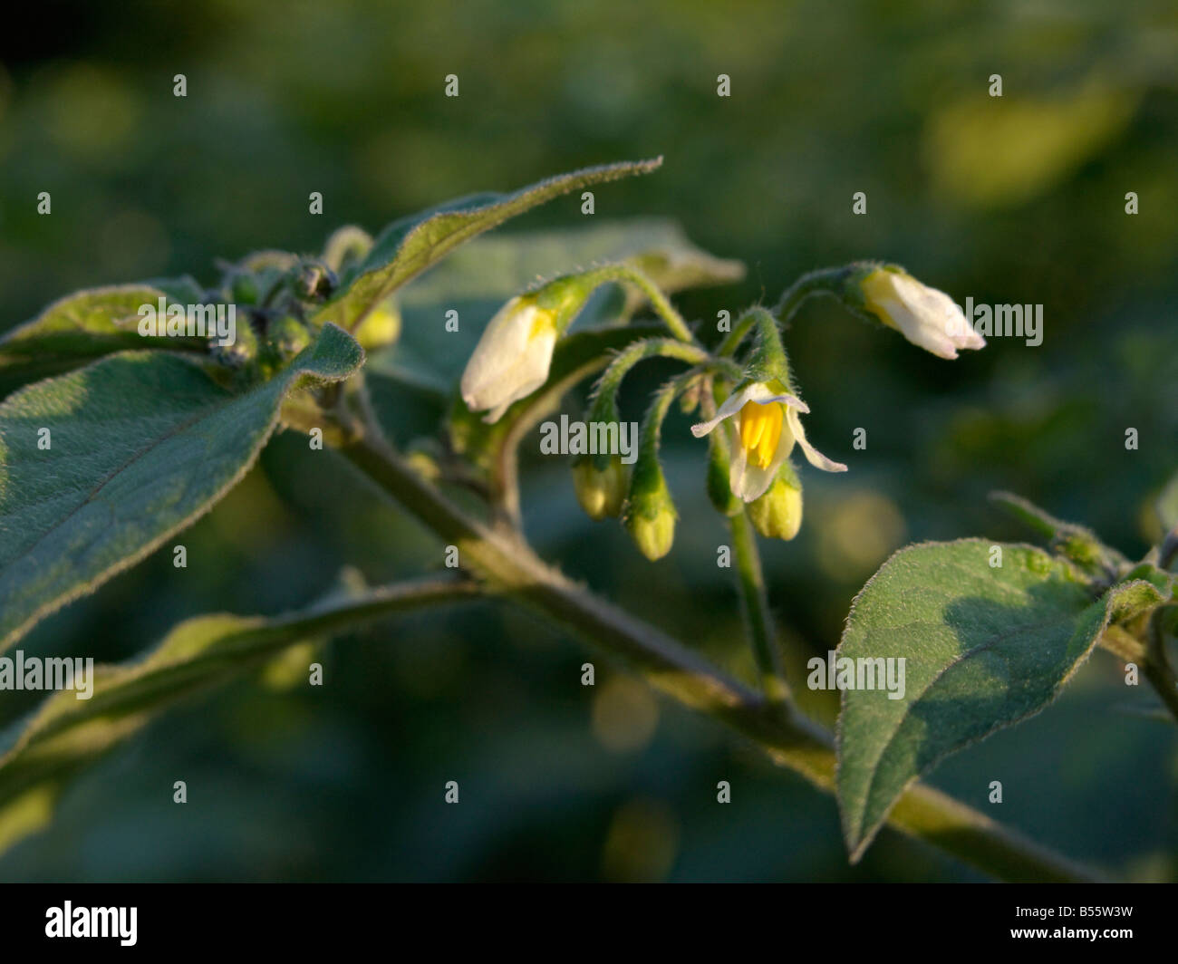 Erba morella (Solanum nigrum) Foto Stock
