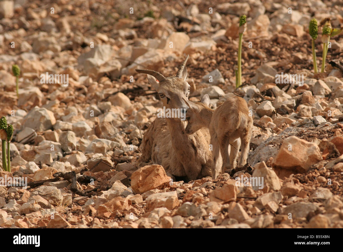 Israele Hai Bar santuario degli animali femmine e giovani pecora selvatica Ovis aries Foto Stock