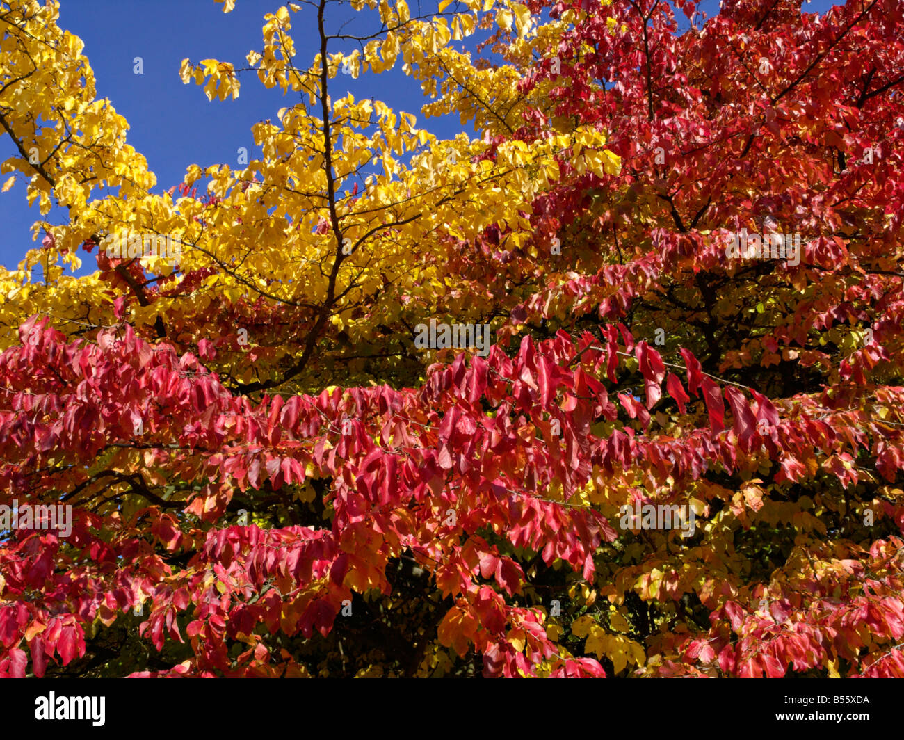 Il persiano ironwood (parrotia persica) Foto Stock