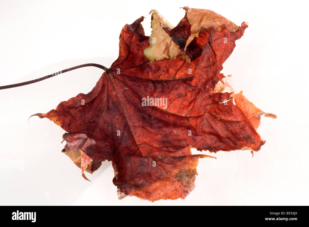 Una foglia secca Foto Stock