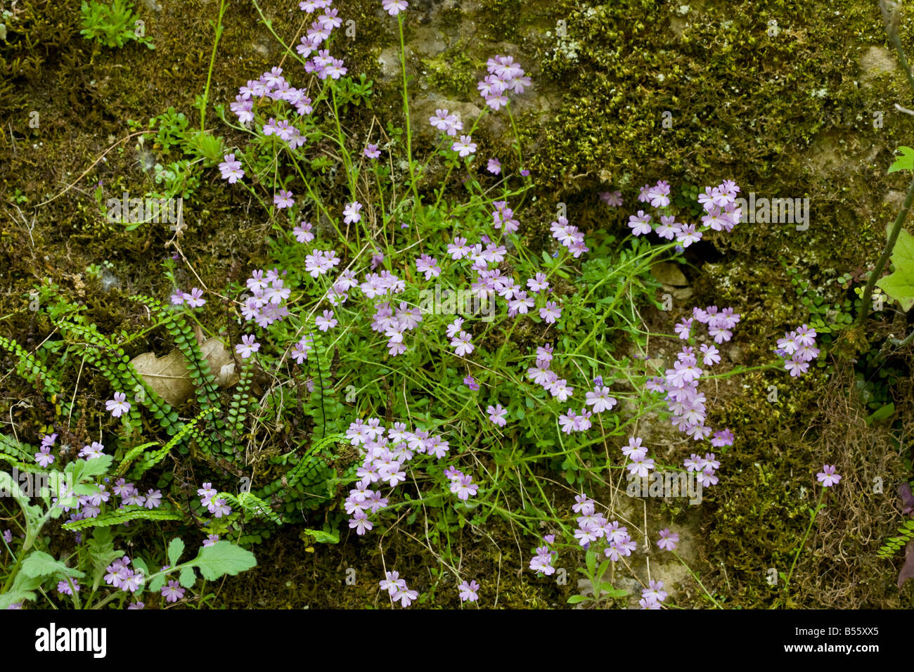 Fairy foxgloves Erinus alpinus sul vecchio muro Francia Foto Stock