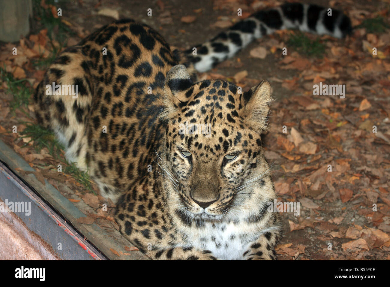 Amur Leopard a Zoo di Erie, Erie in Pennsylvania (USA). Foto Stock