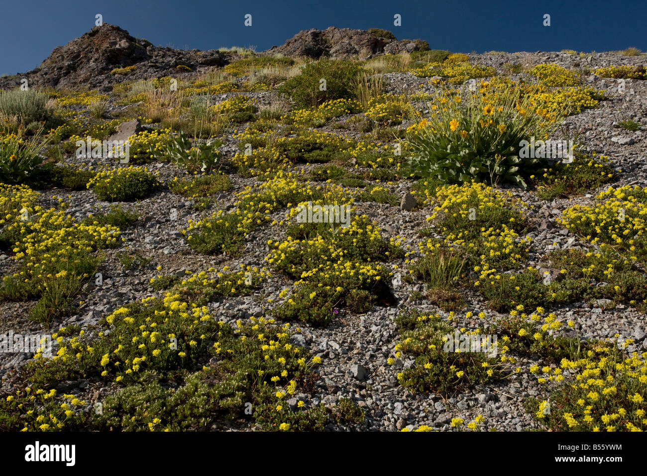 Fiore di zolfo Eriogonum umbellatum vicino Lago Winnemucca in Sierra Nevada Carson Pass California Foto Stock
