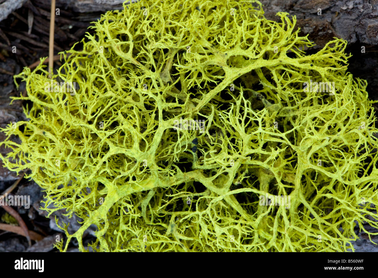 Lupo lichen Letharia vulpina usato come una fonte di colorante anche velenosa Foto Stock