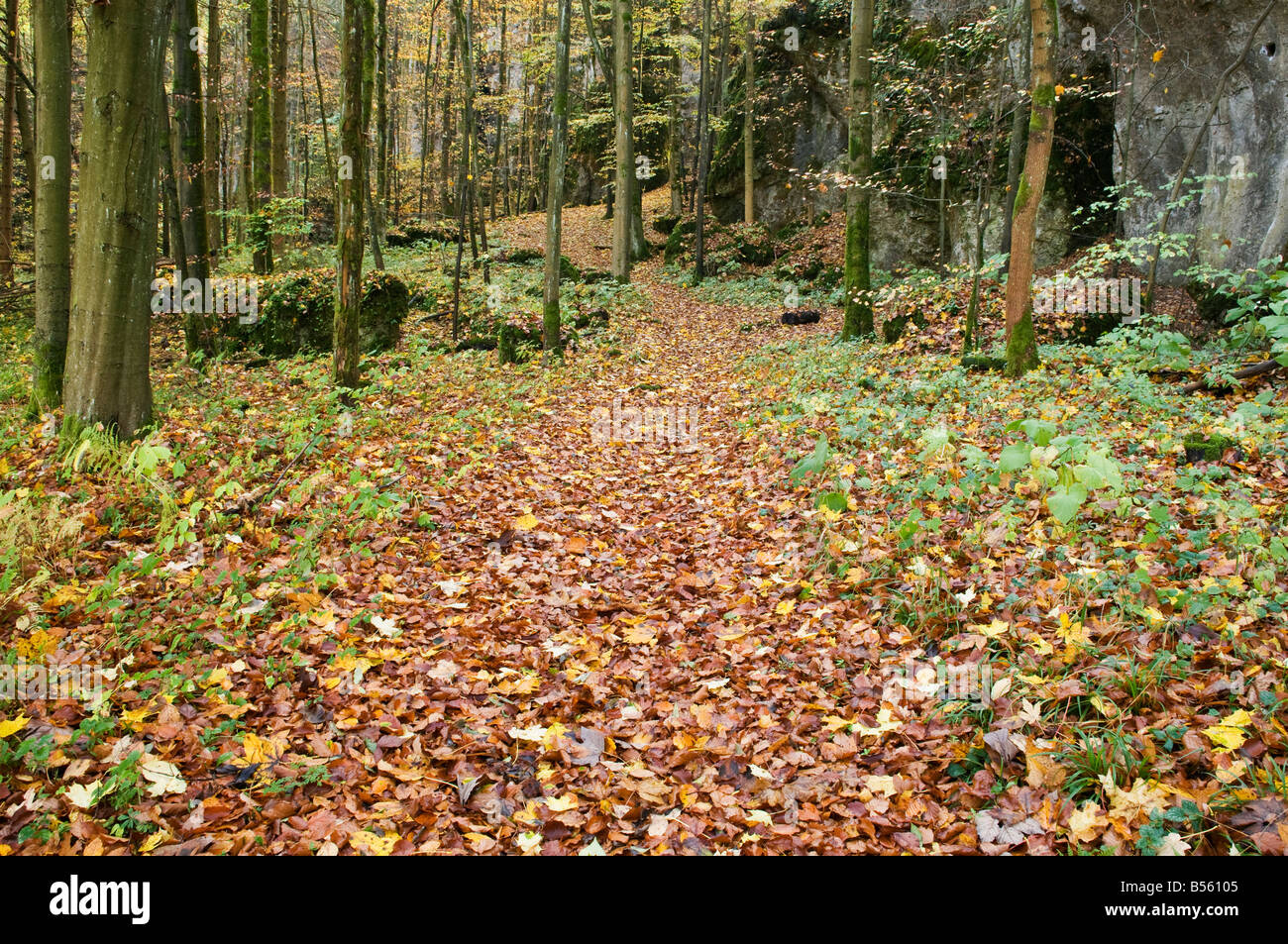 Il sentiero attraverso la foresta coperto con foglie di autunno, Oberpfalz, Baviera, Germania Foto Stock