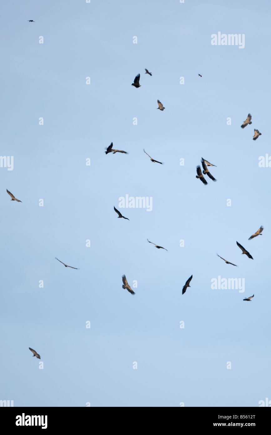 Eurasian Griffon Gyps fulvus Rüppell il Grifone Gyps rueppellii Foto Stock