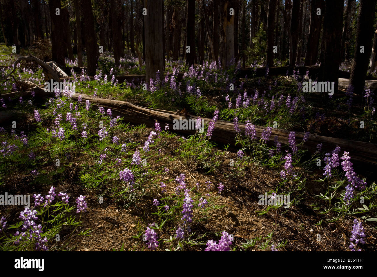 Latifoglie lupin Lupinus latifolius nella pineta vicino alle Sorelle Cascade Mountains Oregon Foto Stock