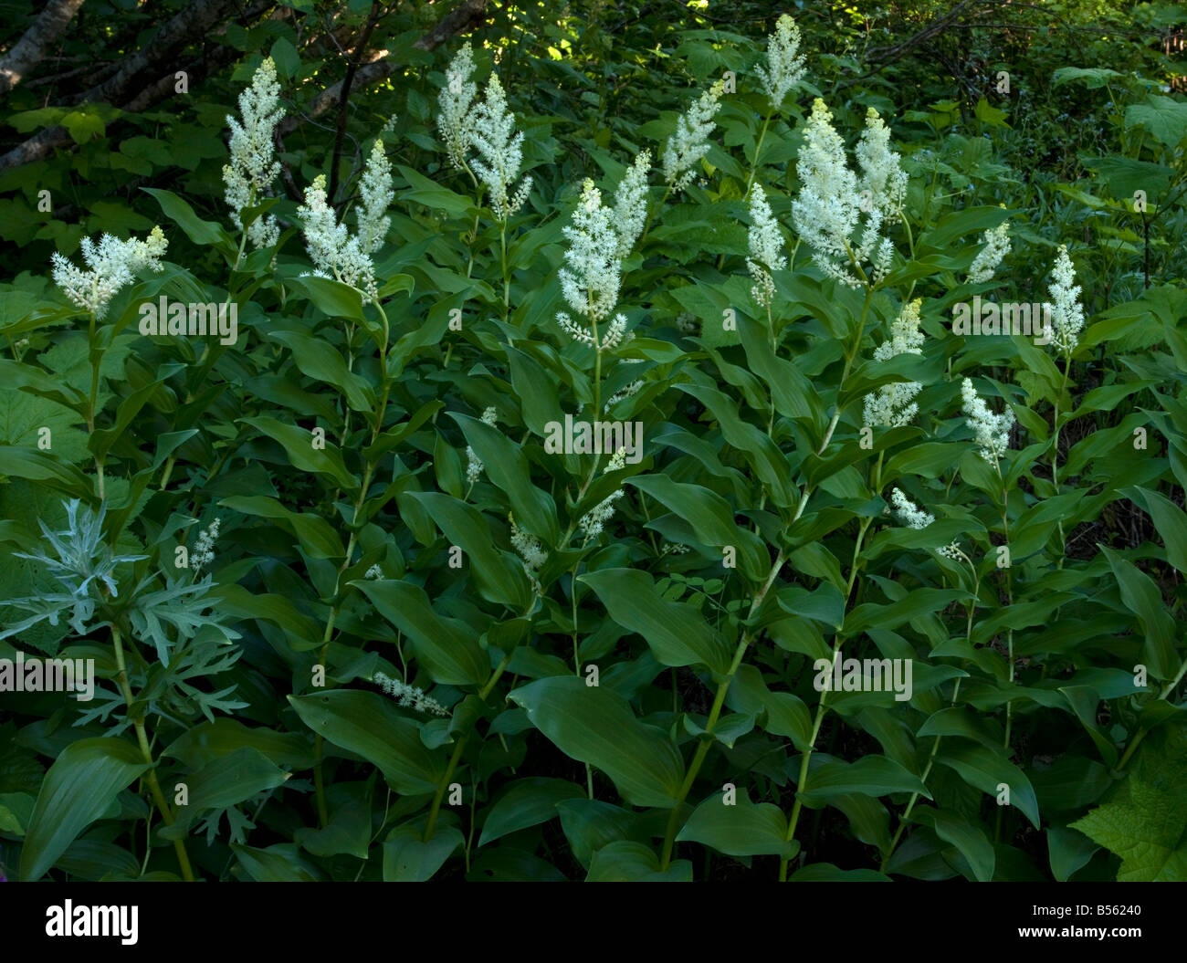 Falso di Salomone sigillo Smilacina racemosa in boschi ombrosi Cascades Oregon Foto Stock