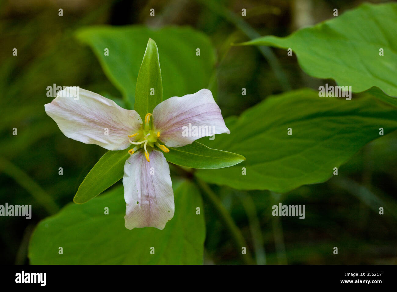 Western Wake Robin o Pacific Trillium Trillium ovatum Monte Cofano Oregon Foto Stock