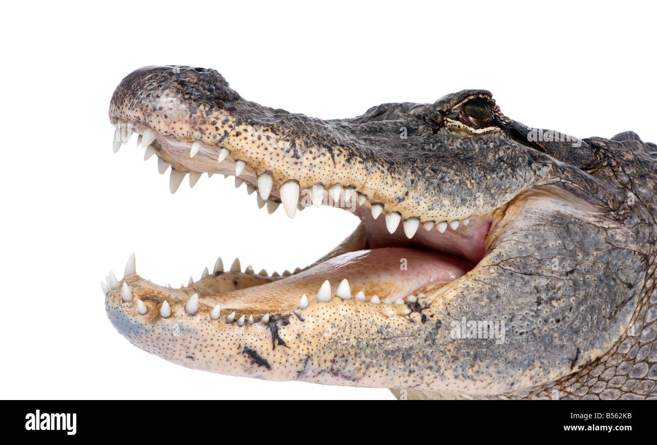 Il coccodrillo americano 30 anni Alligator mississippiensis davanti a uno sfondo bianco Foto Stock