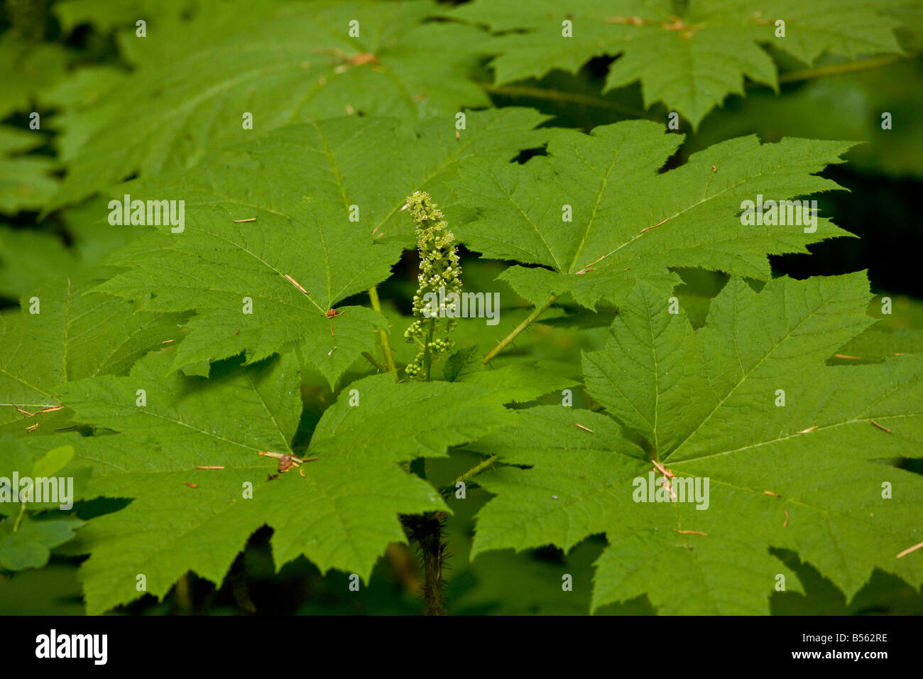 Devil's Club Oplopanax horridus in fiore medicalmente impianto attivo Oregon Foto Stock