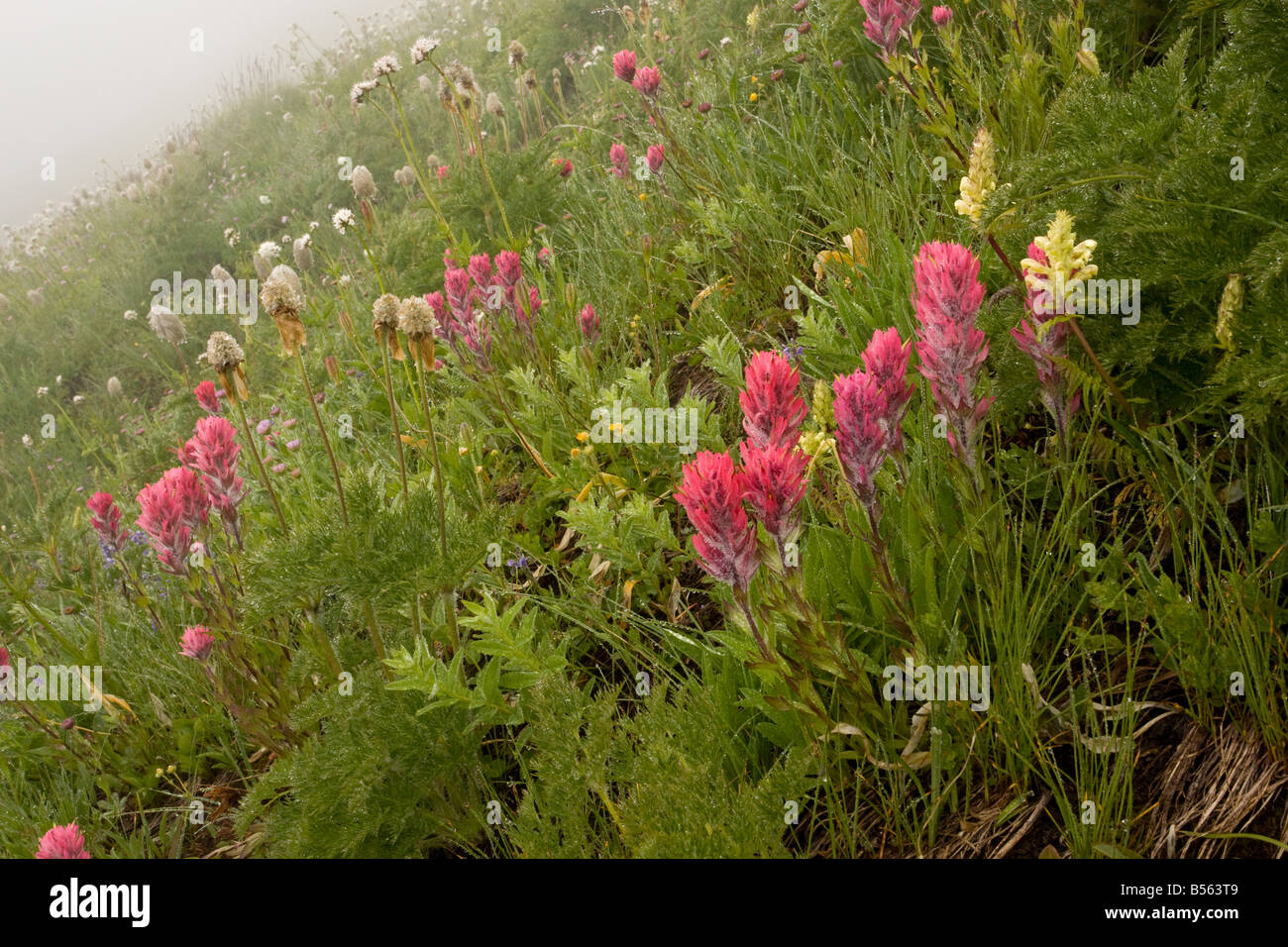 Spettacolare prato di montagna nella nebbia con Magenta pennello bracted lousewort etc a Paradise Mount Rainier Foto Stock