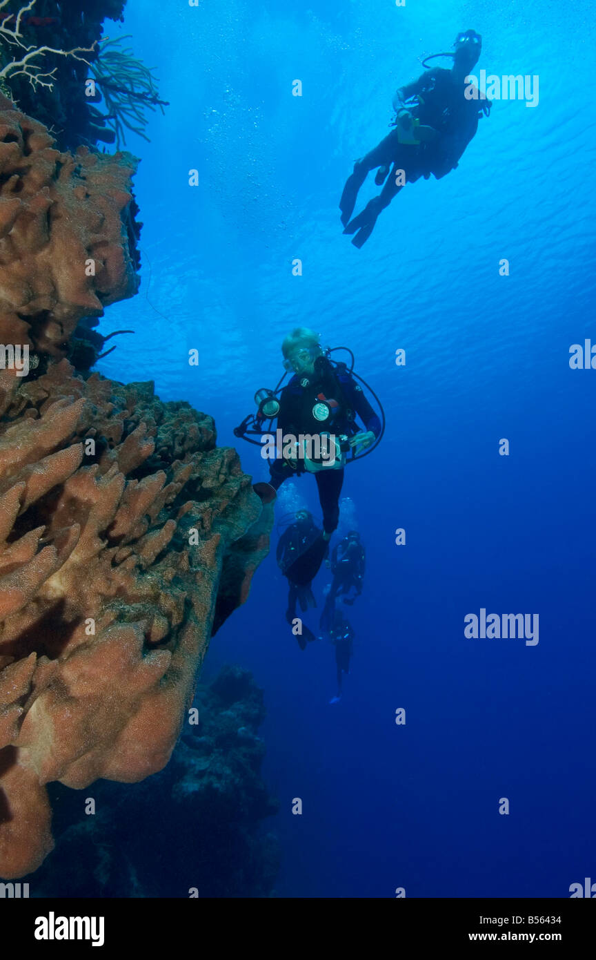 I subacquei immersioni su una parete da una canna spugna in Little Cayman Foto Stock