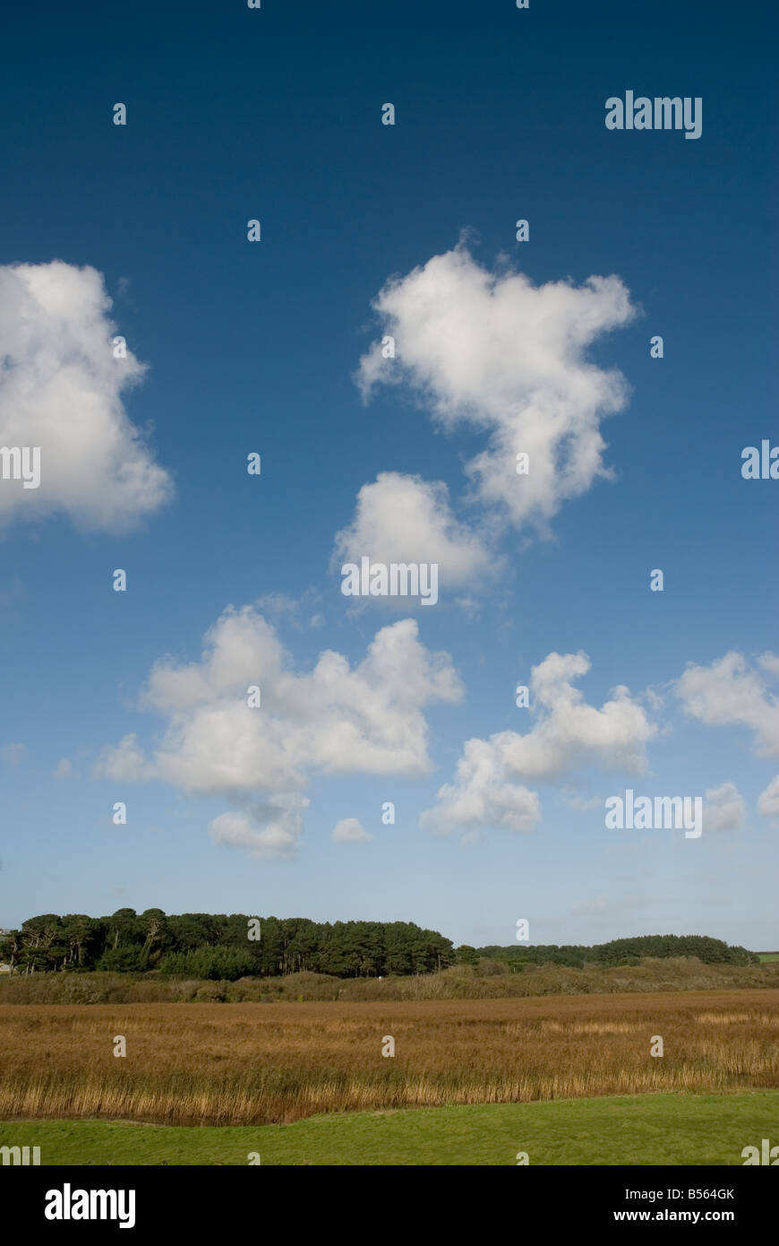 Marazion Marsh RSPB Cornwall Inghilterra Foto Stock