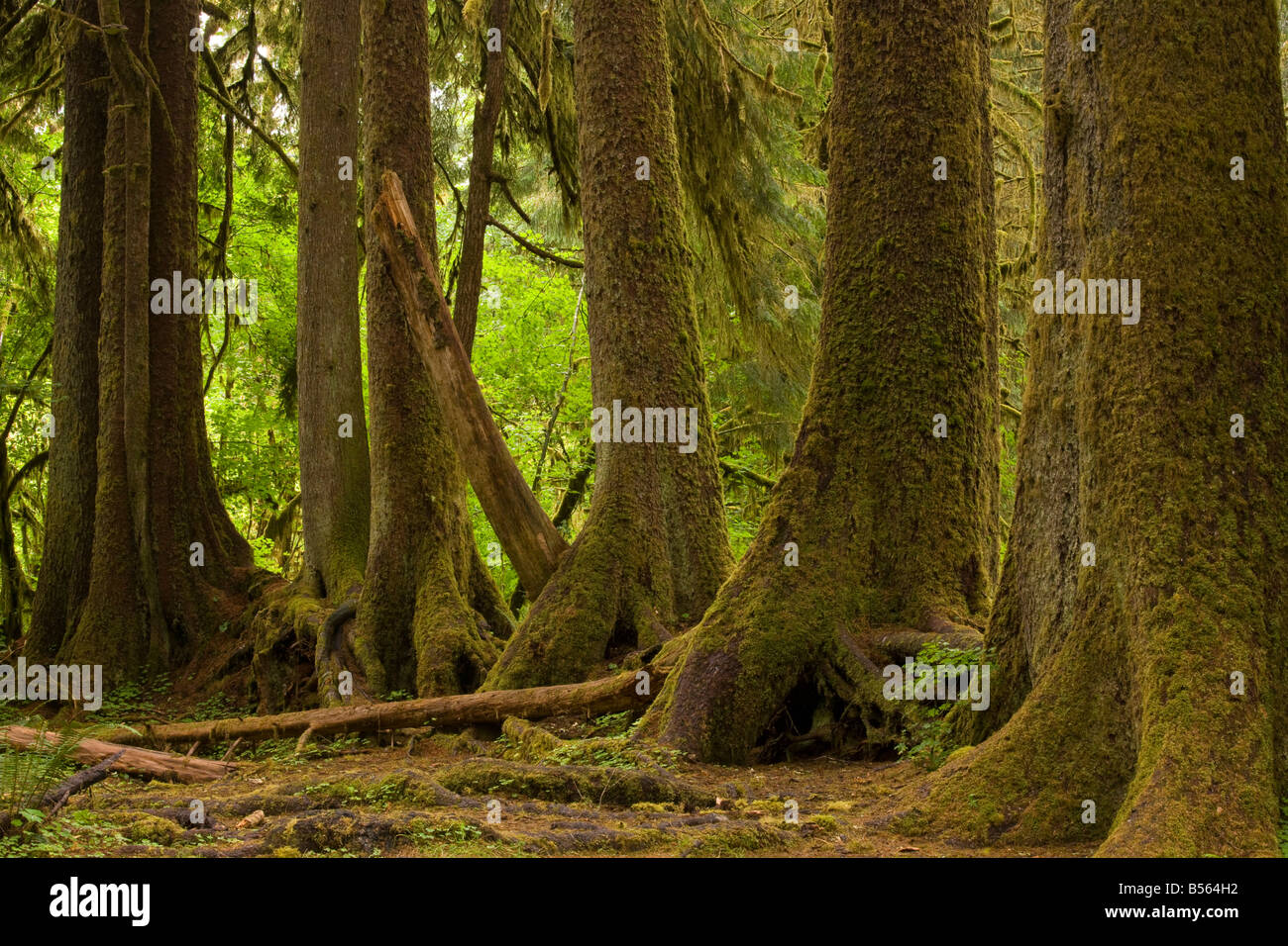 Linea di conifere che sono cresciute su un infermiere caduto albero nella foresta pluviale temperata Hoh Parco nazionale di Olympic Washington Foto Stock