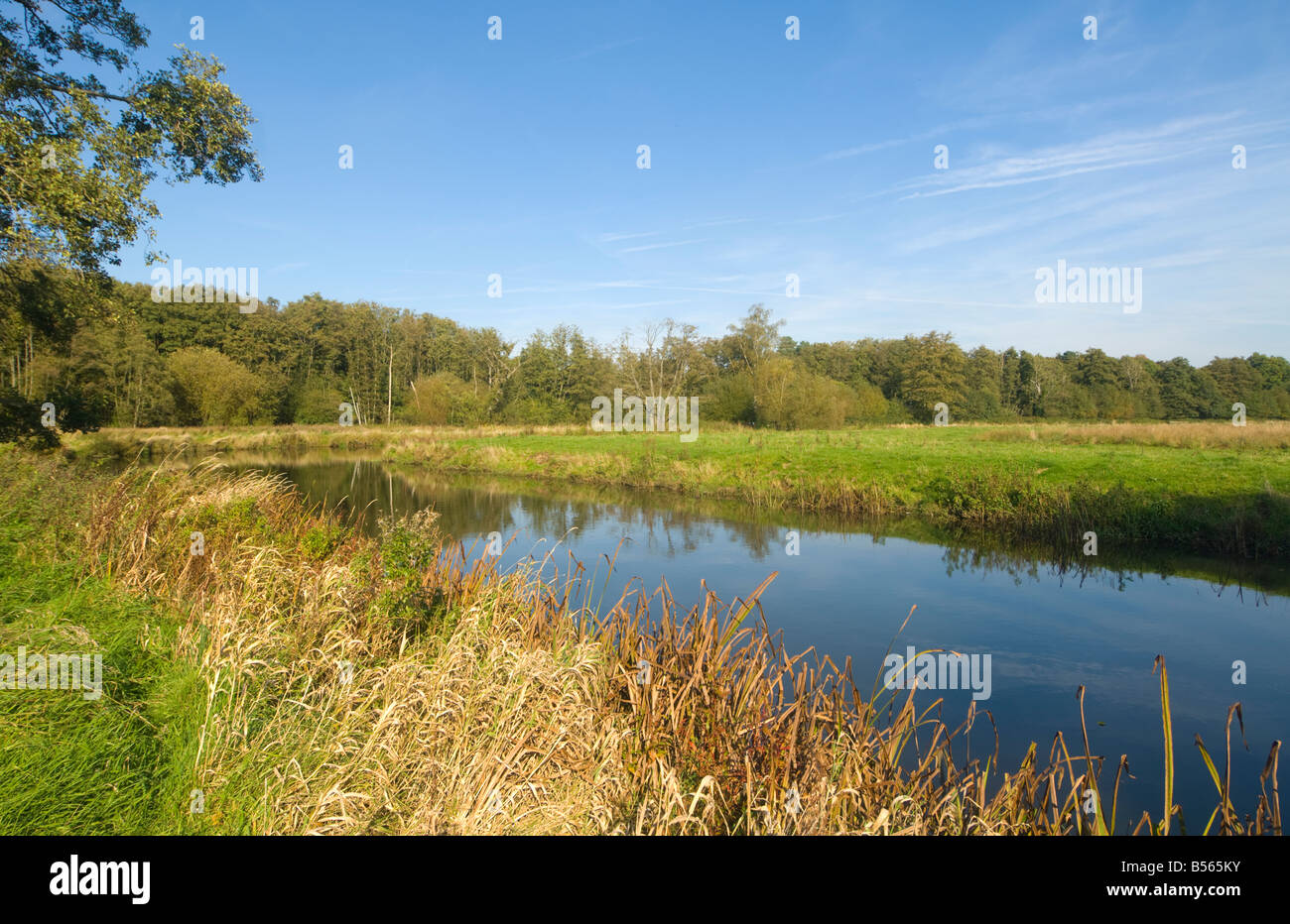 Fiume Wey Thundry Prati Riserva Naturale Surrey UK Foto Stock