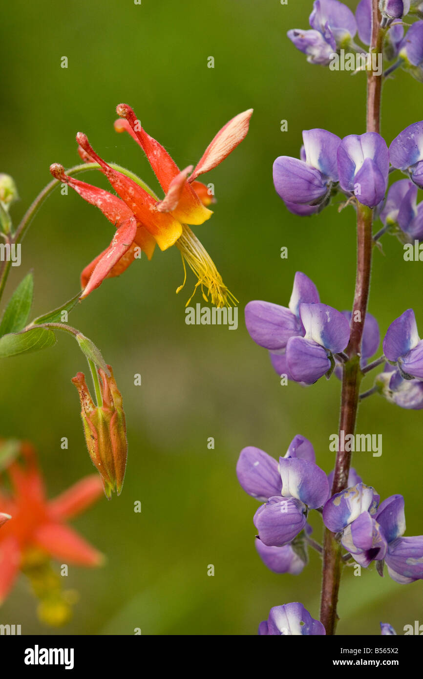 Western aquilegia alpina Aquilegia formosa con lupino vicino sorelle Cascade Mountains Oregon Foto Stock