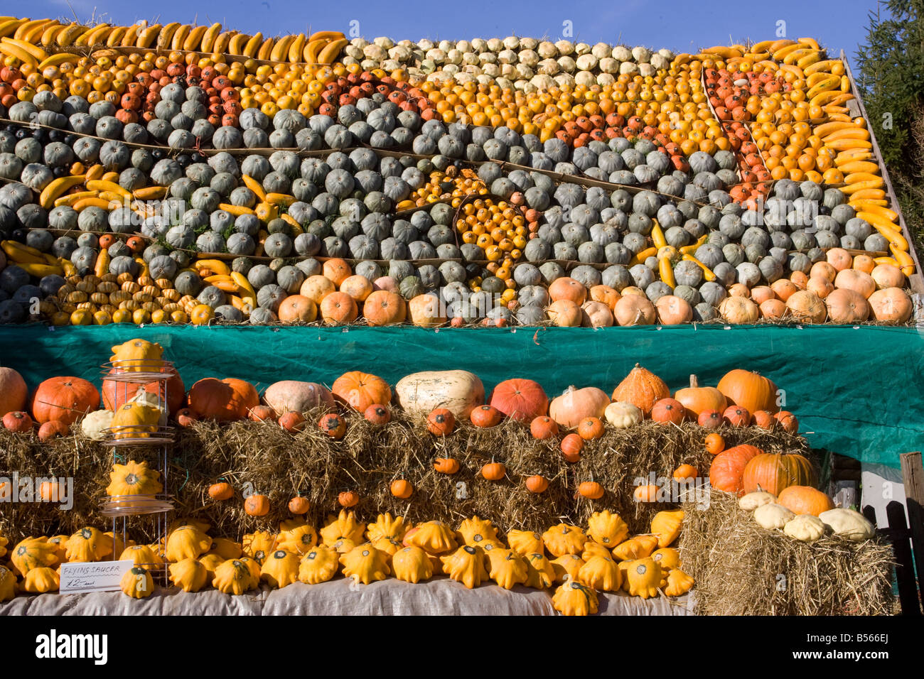 Un fantastico display di zucche Foto Stock