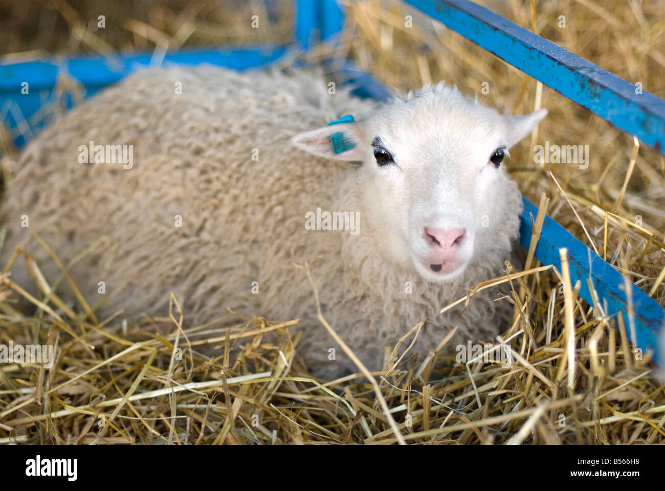 Pecore in una fase di stallo all'annuale Pecore e lana Festival in Rhinebeck New York Foto Stock