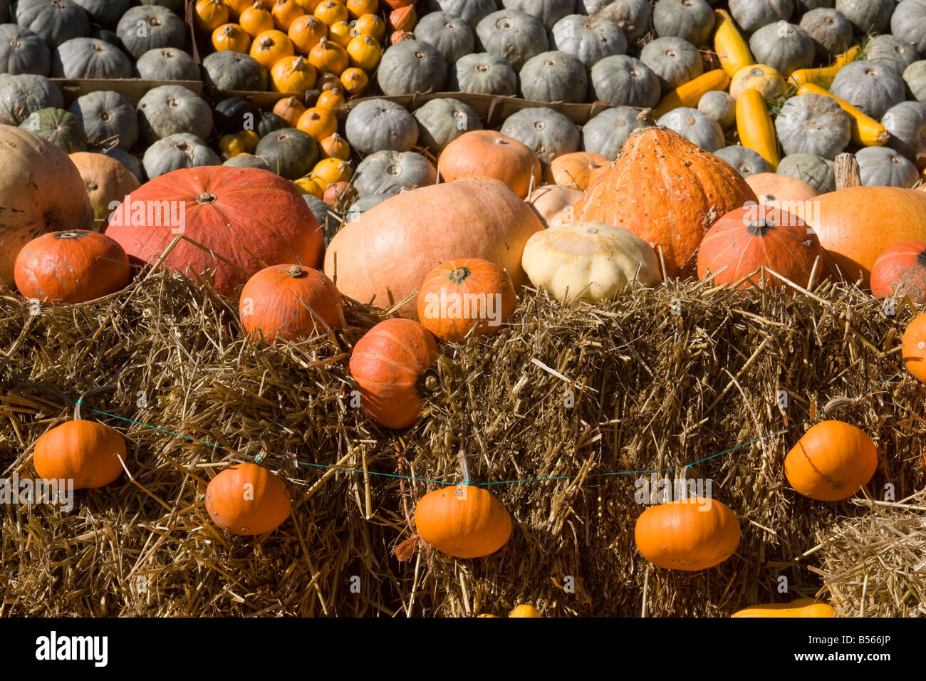 Un fantastico display di zucche Foto Stock