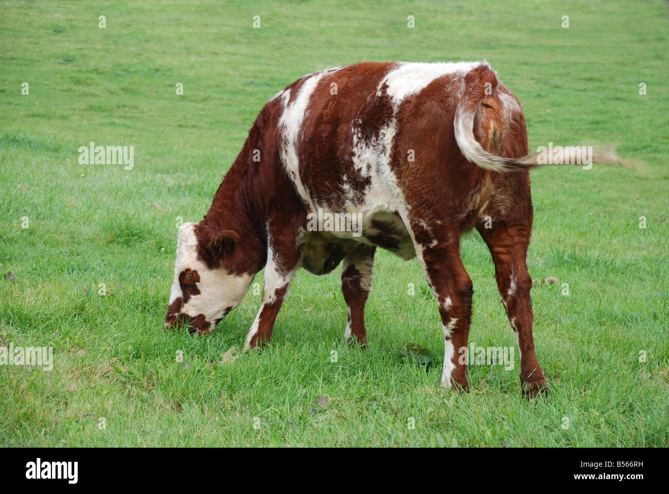 Mucca in un campo Foto Stock